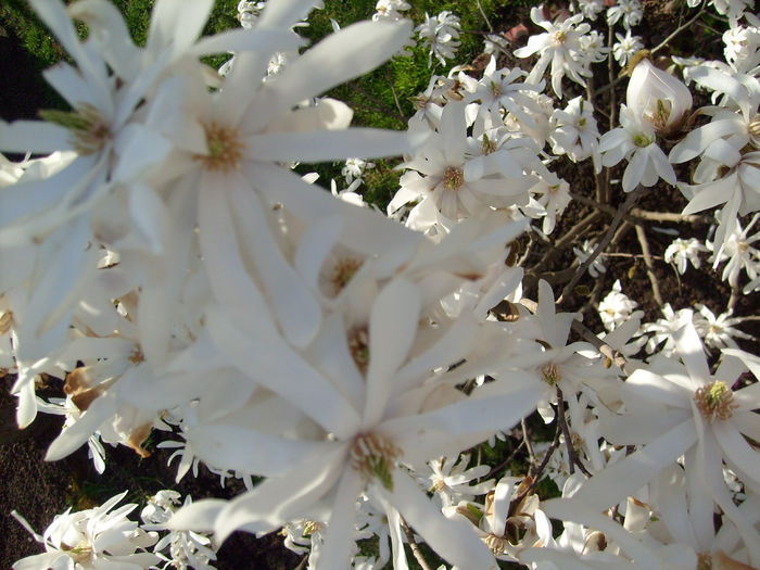 Magnolia Stellata-2015 - Magnolia STELLATA -evolutie 2009