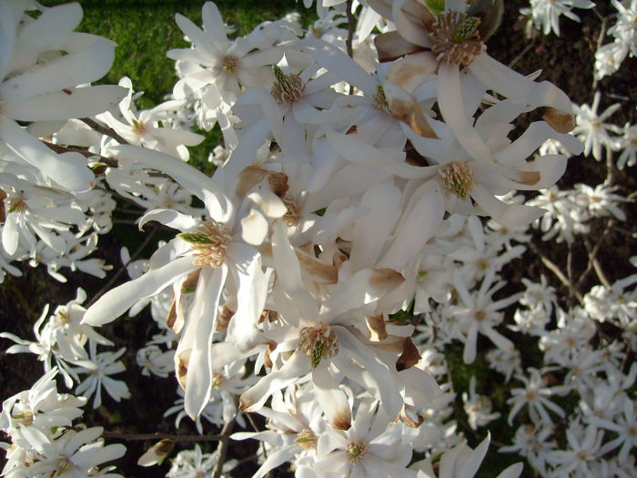 Magnolia Stellata-2015 - Magnolia STELLATA -evolutie 2009