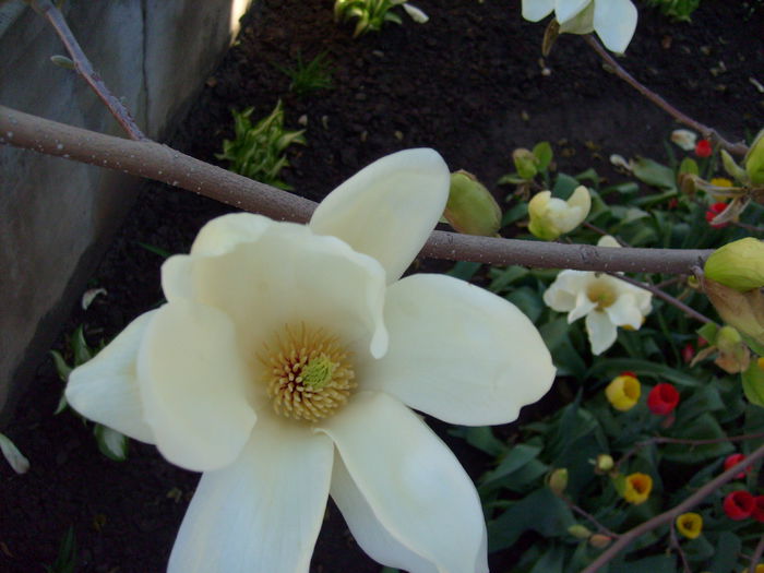 2015 - Magnolia YELLOW RIVER -evolutie 2009