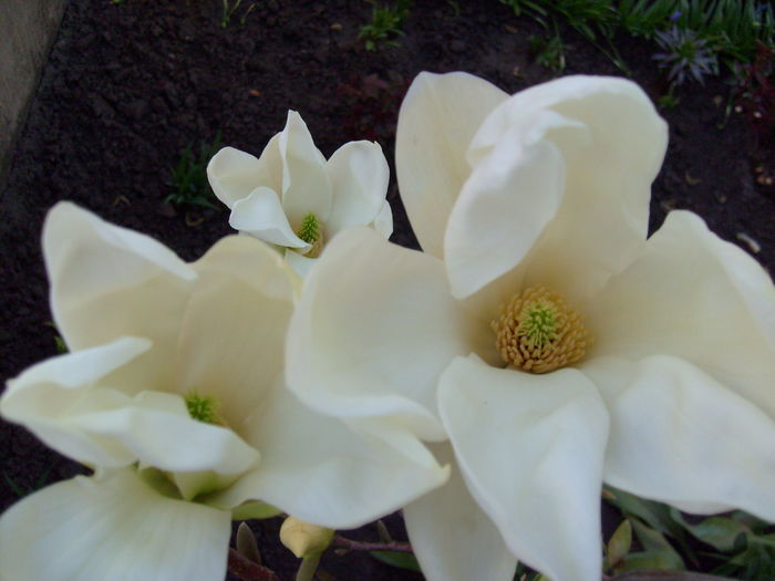 2015 - Magnolia YELLOW RIVER -evolutie 2009