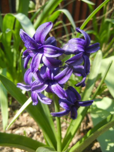 Hyacinth Peter Stuyvesant (2015, Apr.13) - Hyacinth Peter Stuyvesant