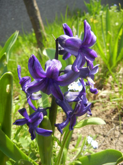 Hyacinth Peter Stuyvesant (2015, Apr.13) - Hyacinth Peter Stuyvesant