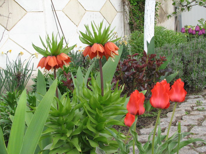 IMG_0789 - e primavara iara - 2015