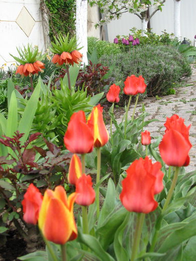 IMG_0790 - e primavara iara - 2015