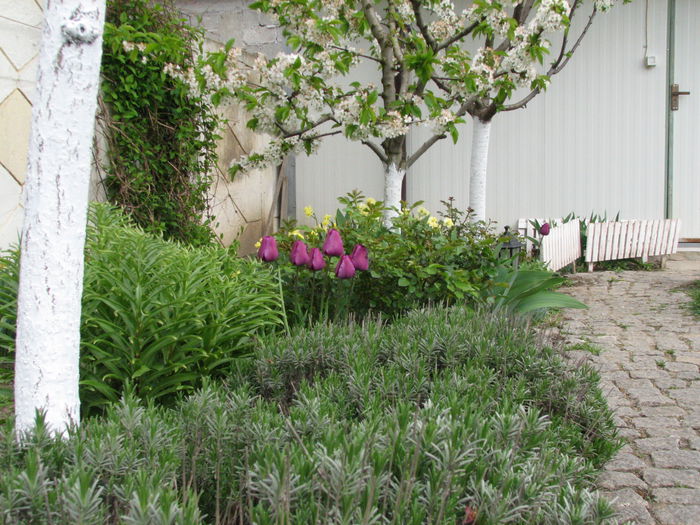 IMG_0793 - e primavara iara - 2015