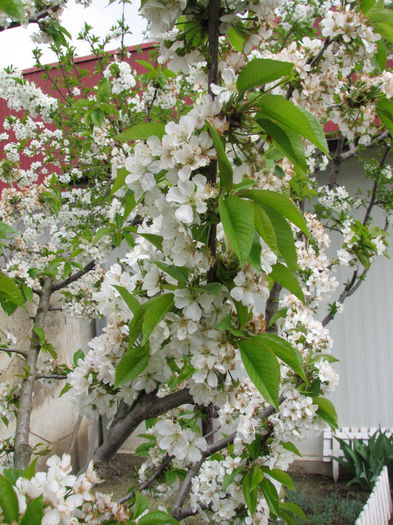 IMG_0796 - e primavara iara - 2015