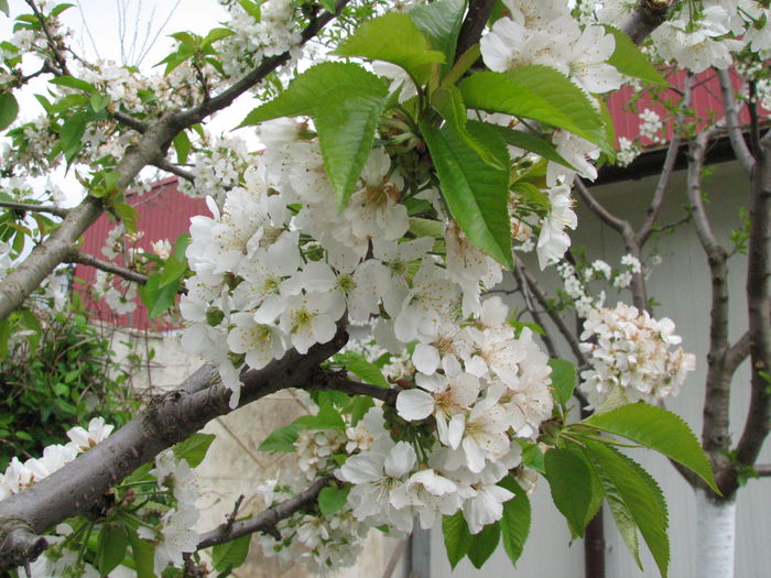 IMG_0797 - e primavara iara - 2015