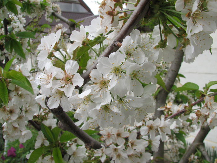 IMG_0798 - e primavara iara - 2015