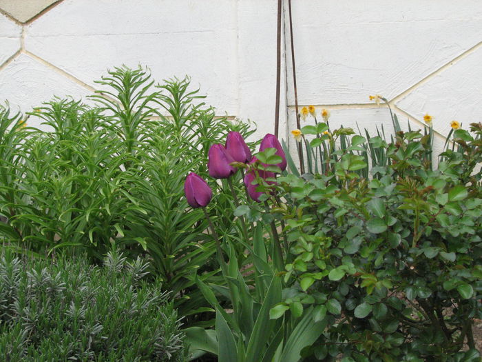 IMG_0800 - e primavara iara - 2015