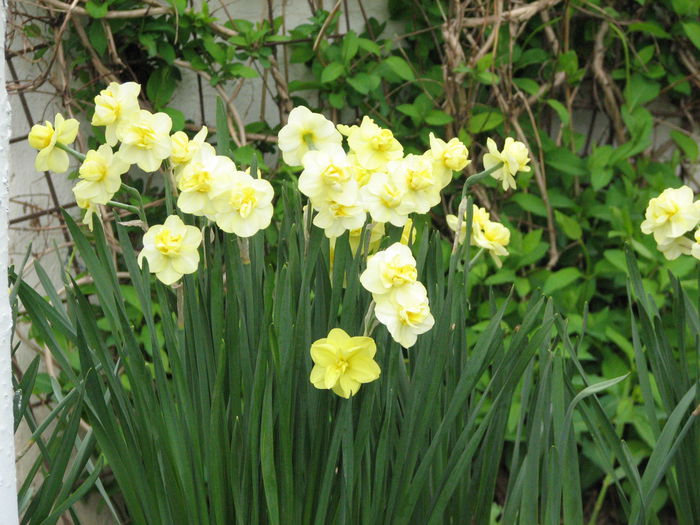 IMG_0802 - e primavara iara - 2015