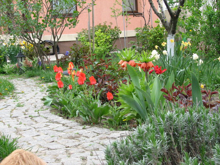 IMG_0803 - e primavara iara - 2015