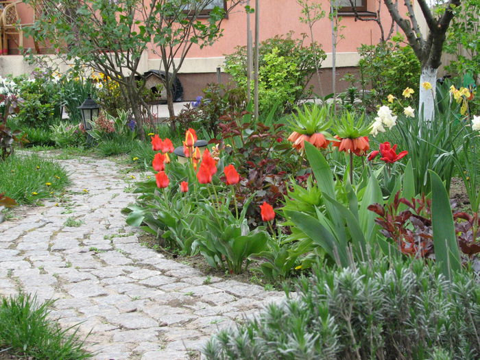 IMG_0804 - e primavara iara - 2015