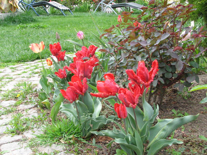 IMG_0805 - e primavara iara - 2015