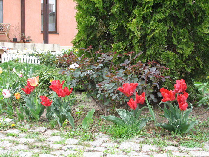 IMG_0806 - e primavara iara - 2015