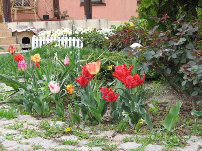 IMG_0807 - e primavara iara - 2015