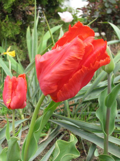 IMG_0809 - e primavara iara - 2015