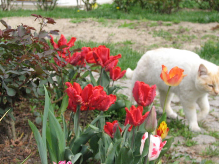 IMG_0810 - e primavara iara - 2015