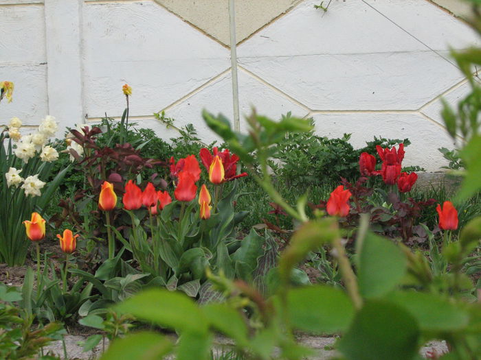 IMG_0811 - e primavara iara - 2015