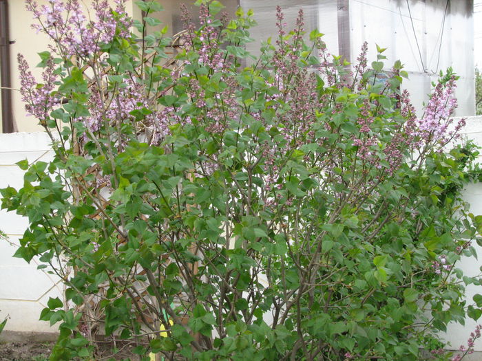 IMG_0812 - e primavara iara - 2015