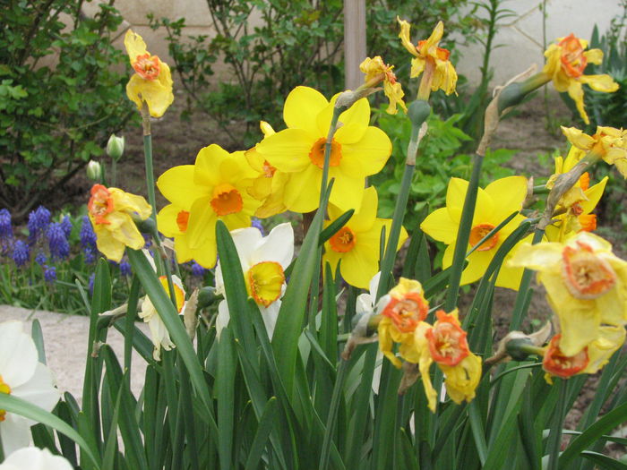 IMG_0814 - e primavara iara - 2015