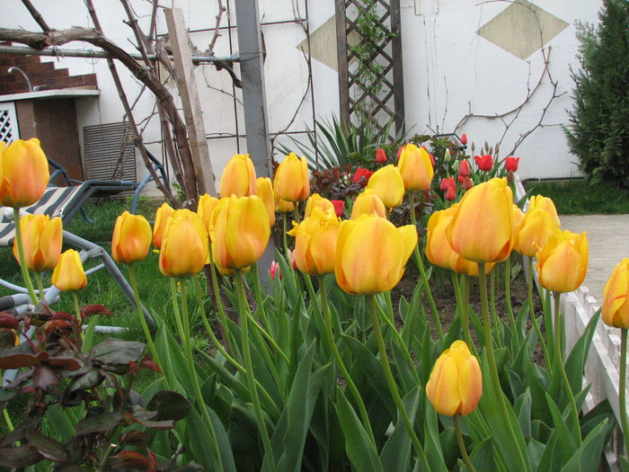 IMG_0815 - e primavara iara - 2015