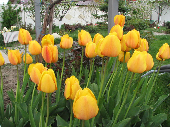 IMG_0816 - e primavara iara - 2015