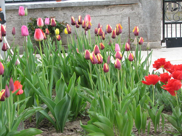 IMG_0817 - e primavara iara - 2015