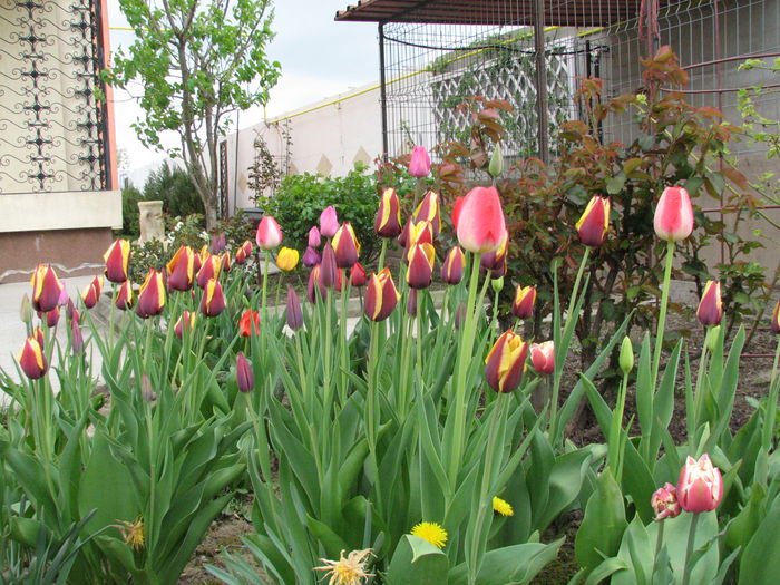 IMG_0818 - e primavara iara - 2015