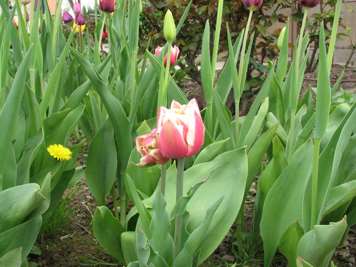 IMG_0819 - e primavara iara - 2015