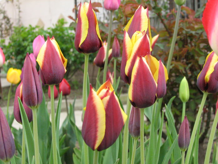 IMG_0820 - e primavara iara - 2015