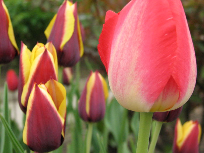 IMG_0821 - e primavara iara - 2015