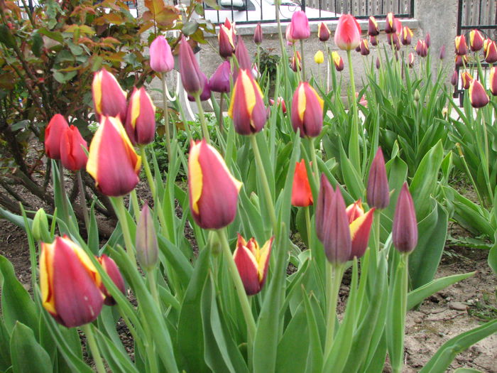 IMG_0823 - e primavara iara - 2015