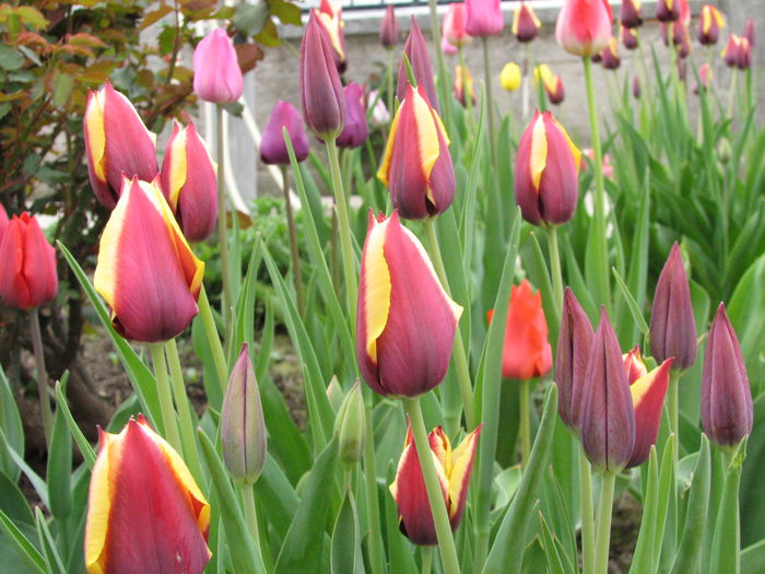 IMG_0824 - e primavara iara - 2015