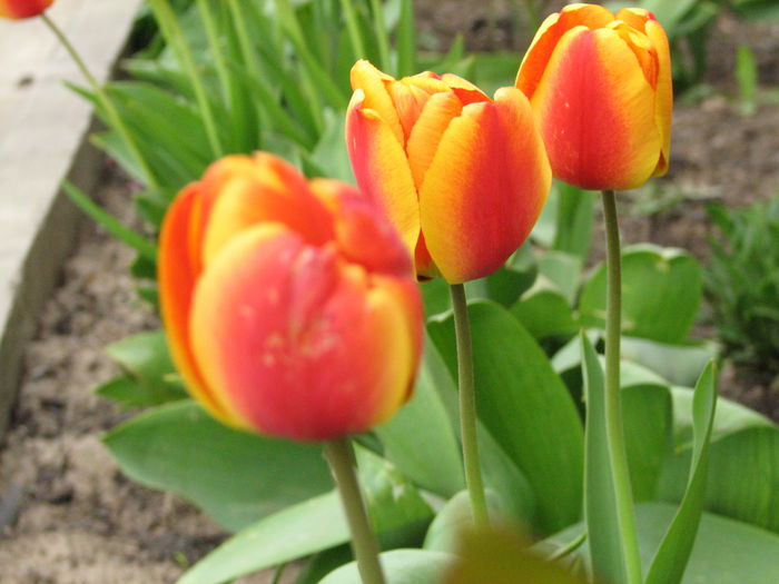 IMG_0826 - e primavara iara - 2015