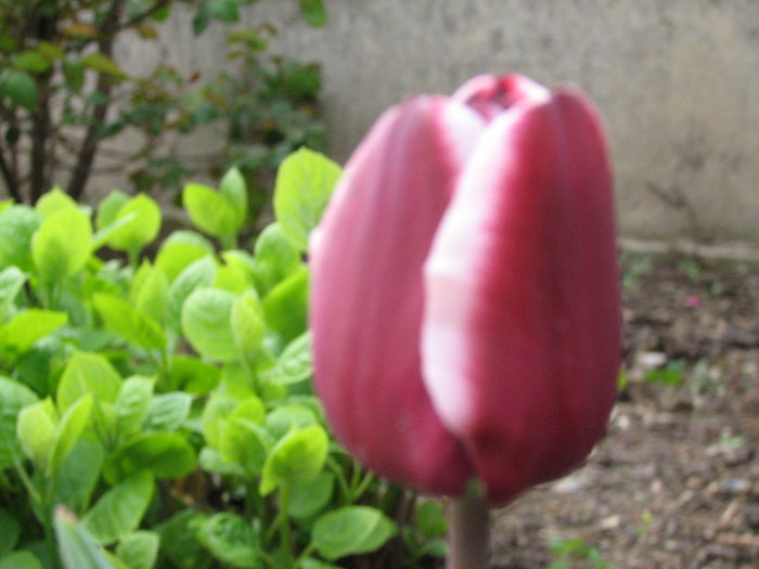 IMG_0835 - e primavara iara - 2015