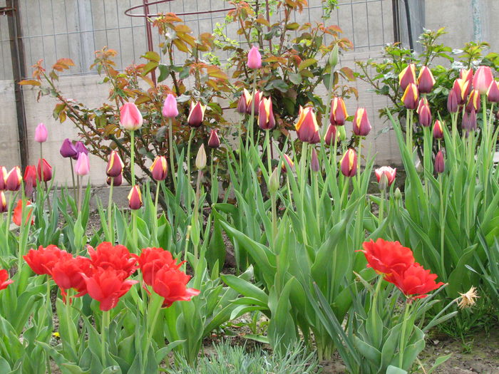 IMG_0837 - e primavara iara - 2015