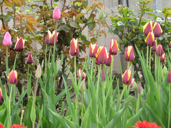 IMG_0838 - e primavara iara - 2015