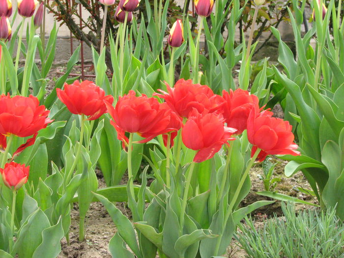 IMG_0839 - e primavara iara - 2015