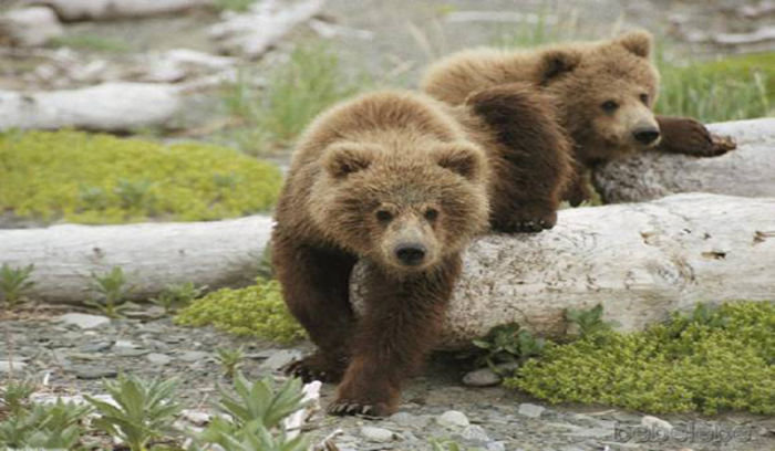 brown-bear-2 - animalul preferat