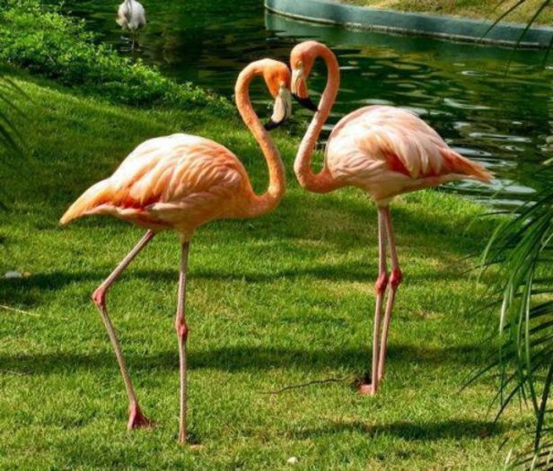 flamingo-love - animalul preferat