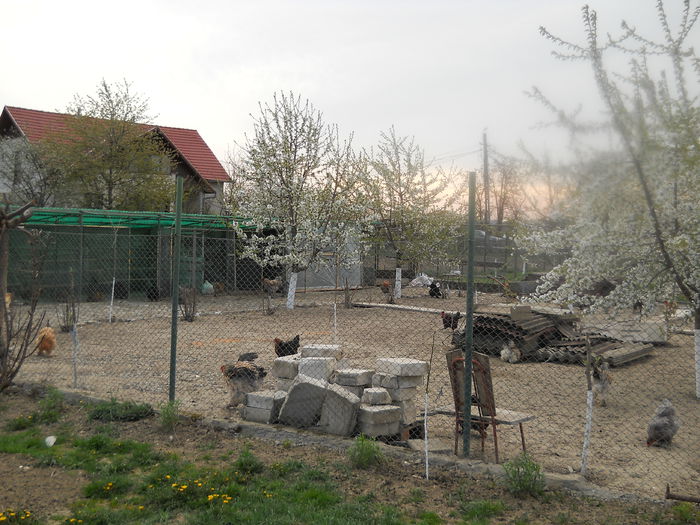 curtea gainilor ia viata