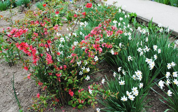 Gutui japonez(Chaenomeles japonica)