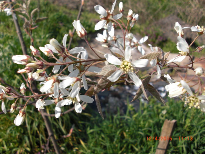 pom de stafide in floare