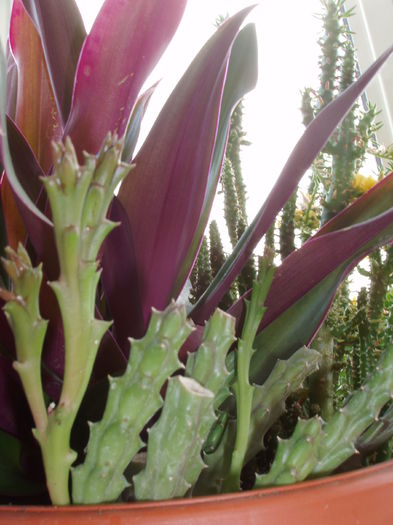 Stapelia variegata (Steaua serifului)