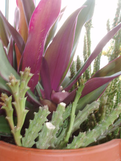Stapelia variegata (Steaua serifului)