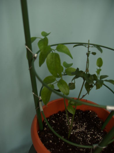 iasomie de camera - Jasminum Polyantum-iasomie de camera