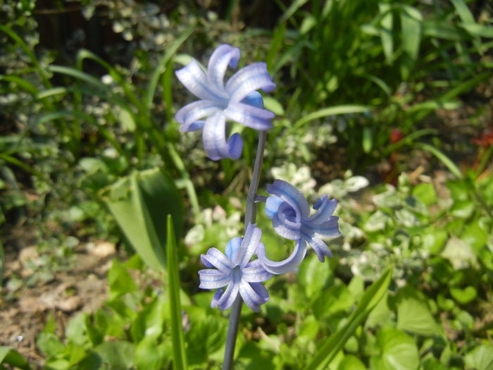 Hyacinth multiflora Blue (2015, April 13) - Hyacinth multiflora Blue