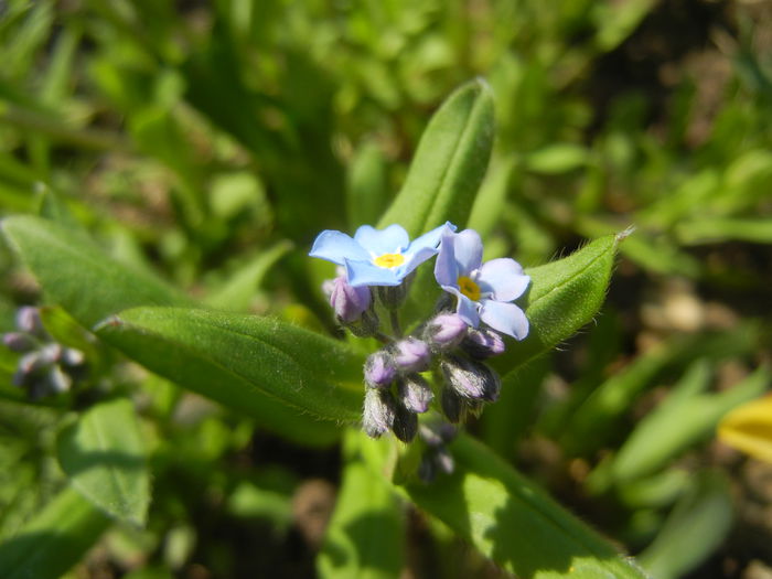 Myosotis alpestris (2015, April 13) - MYOSOTIS Alpestris