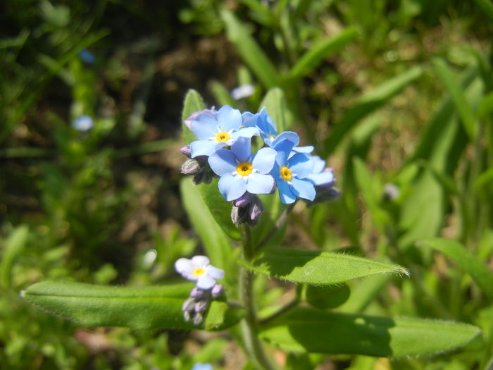 Myosotis alpestris (2015, April 13) - MYOSOTIS Alpestris