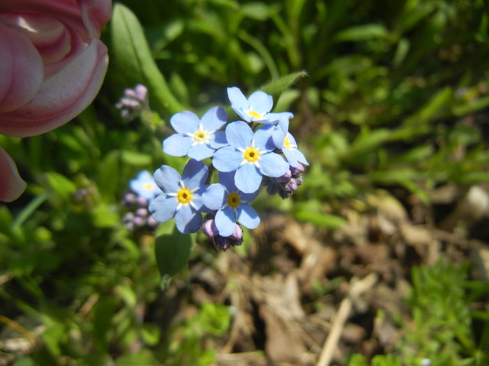 Myosotis alpestris (2015, April 13) - MYOSOTIS Alpestris